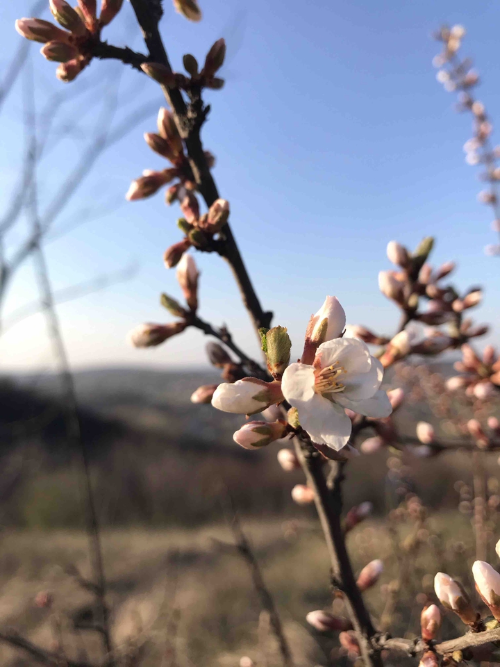 spring