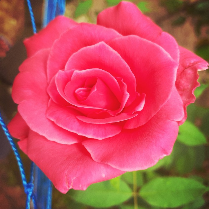 rose
