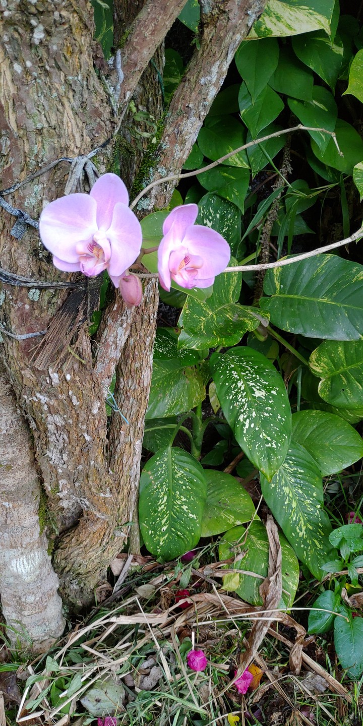 orquídeas