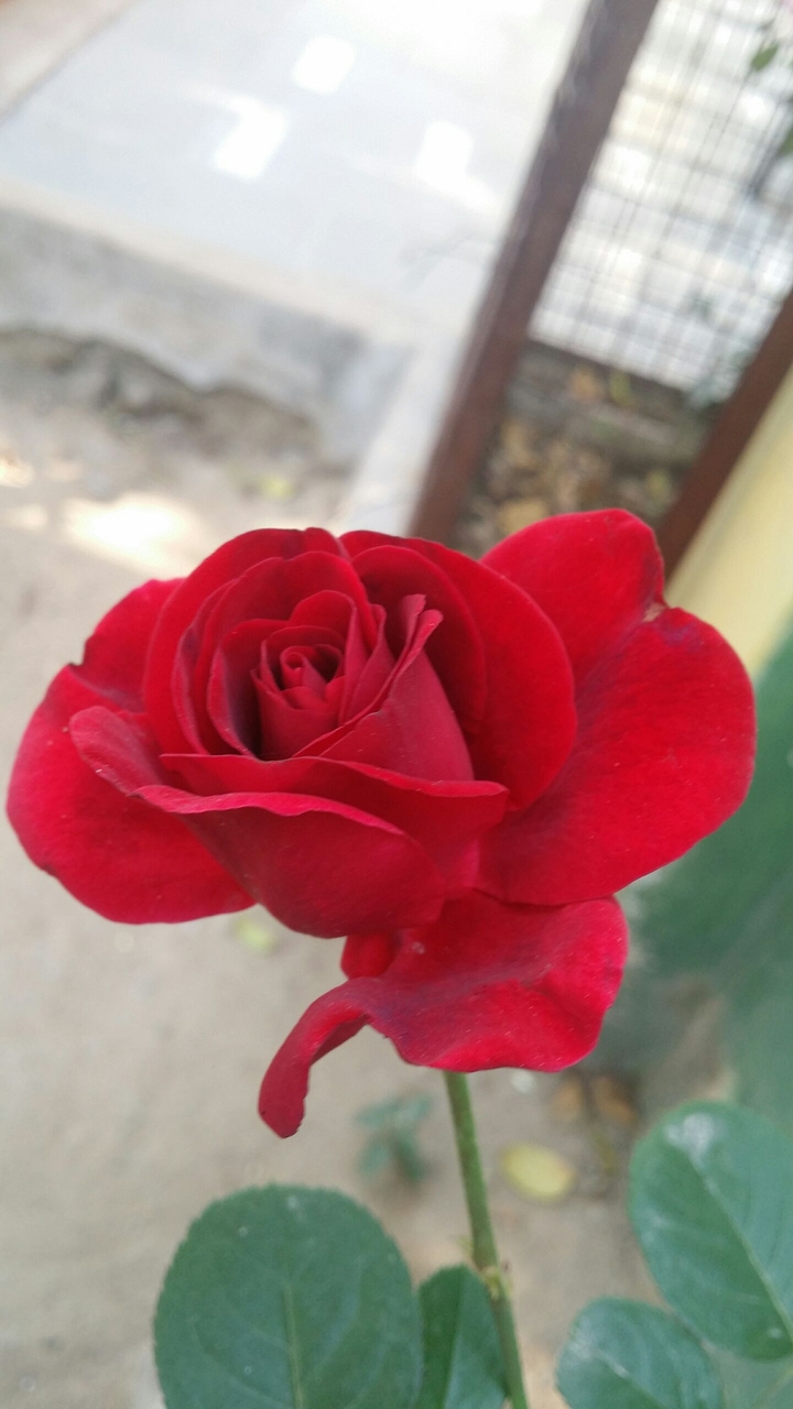 red rose