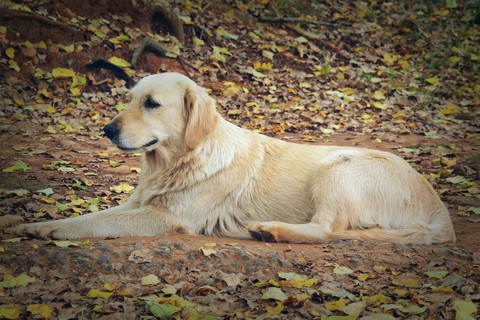 Kayla blends in with autumn colors