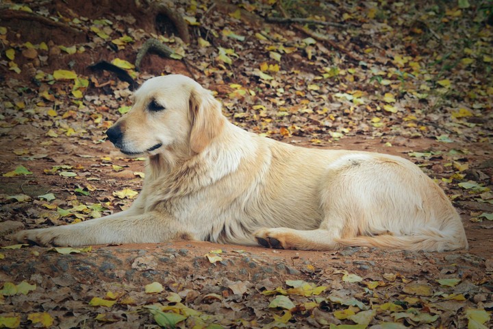 Kayla blends in with autumn colors