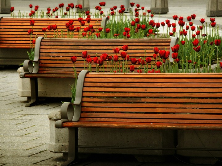 Tulip beaches