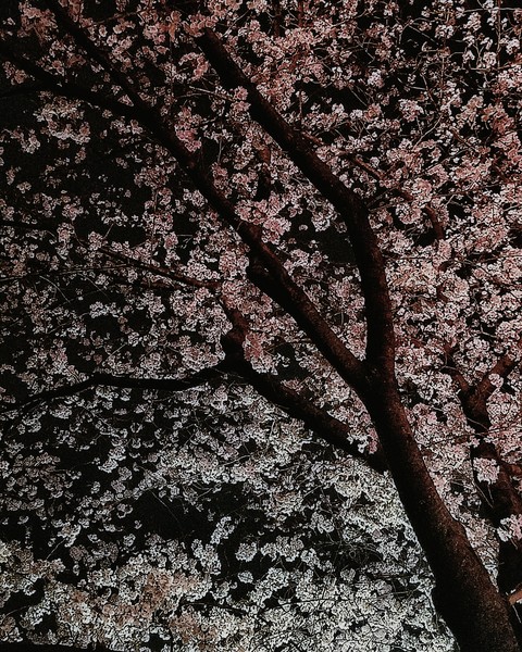 こんな顔の桜も好き
