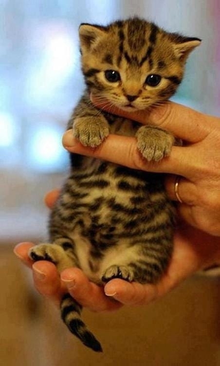 kitty