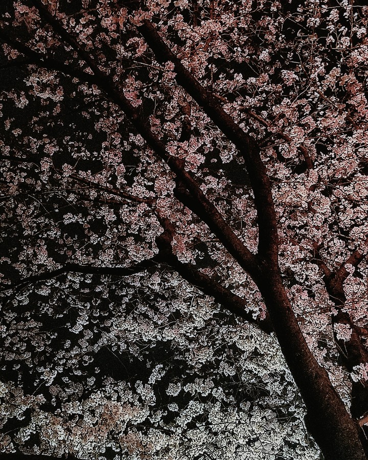 こんな顔の桜も好き