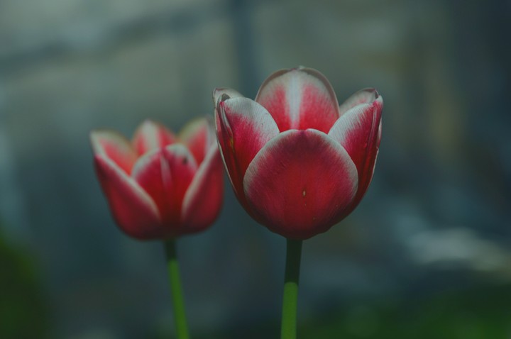 spring ❤