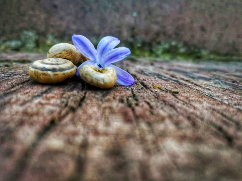 flora, spring wallpapers