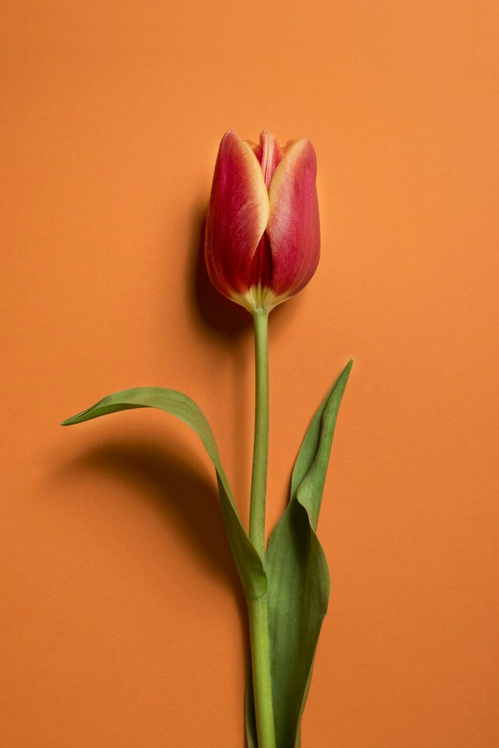 Red Tulip