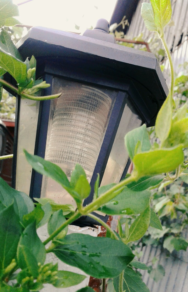 Lamp