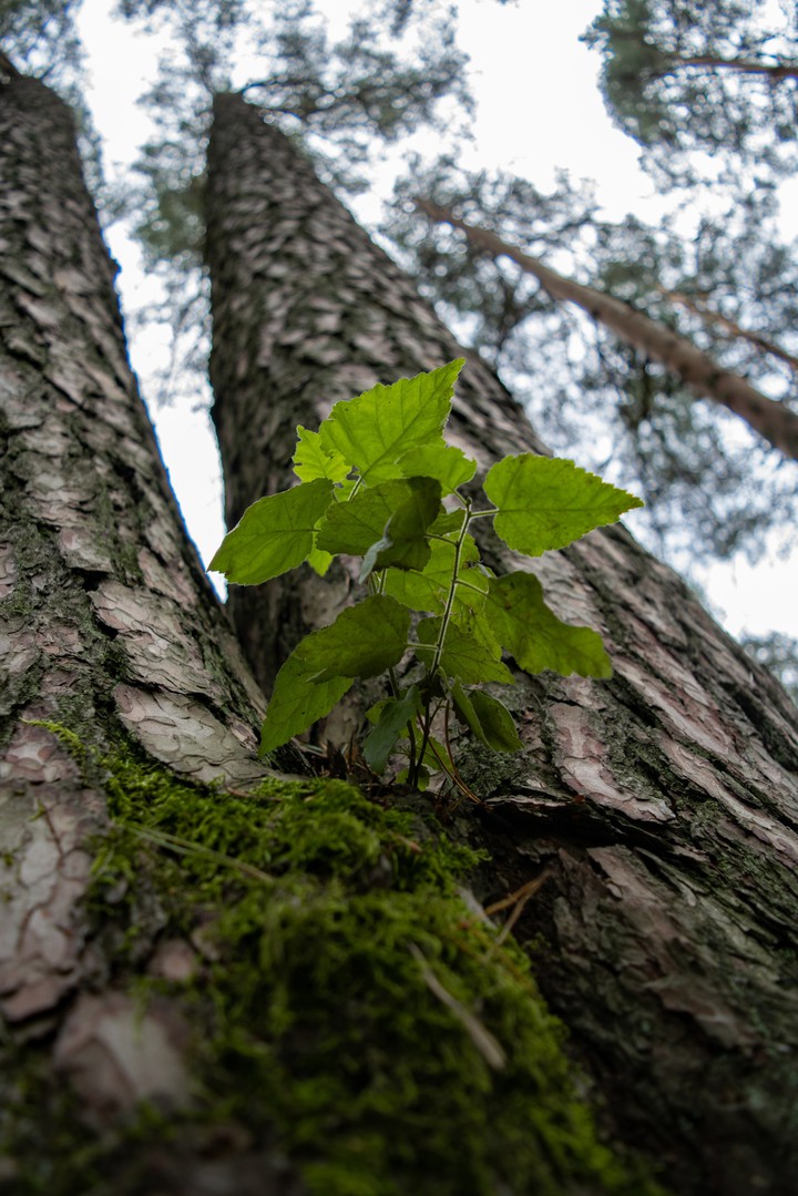 New Life