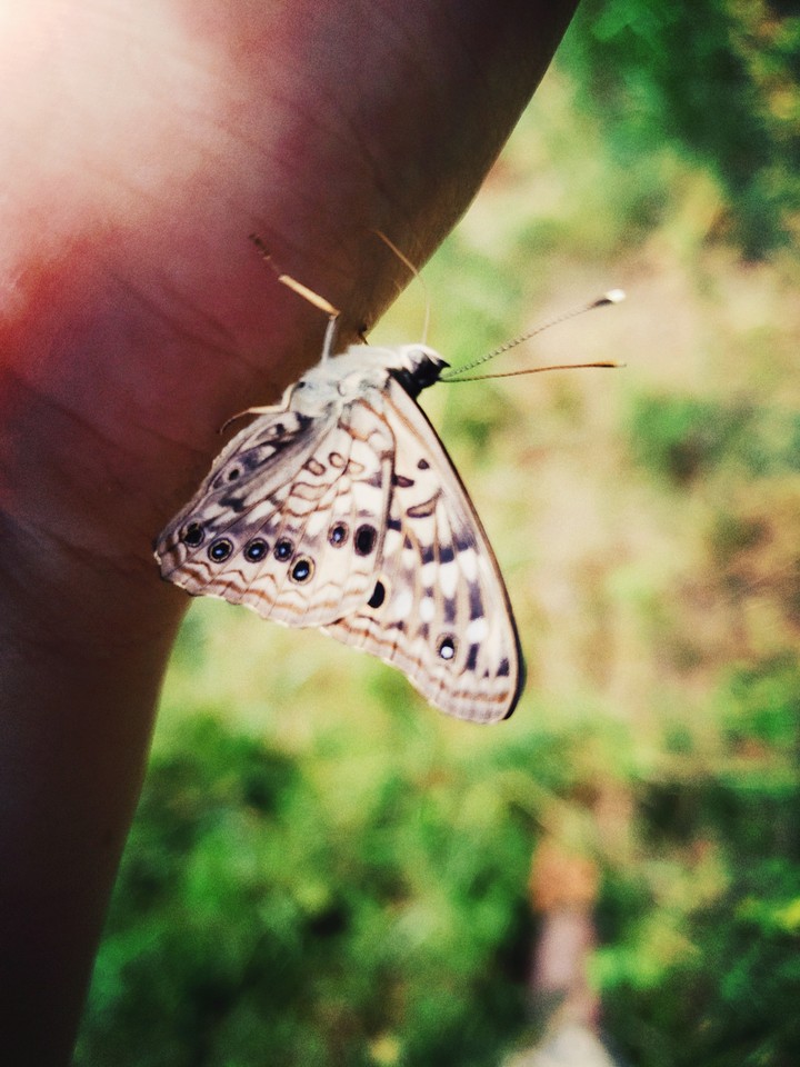Butterfly