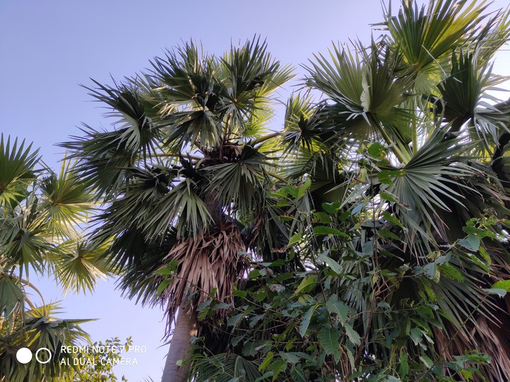 tree
