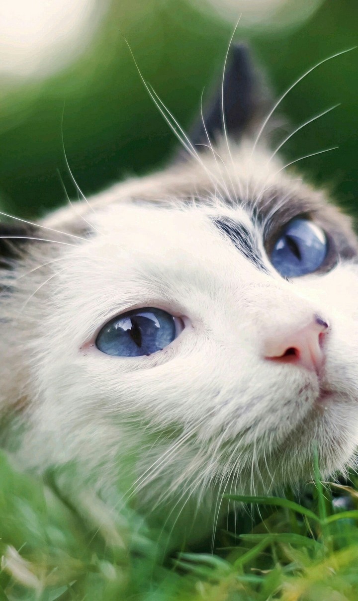 kitten