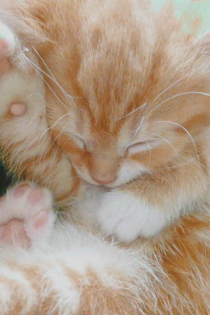 Tilly the ginger lazy kitten