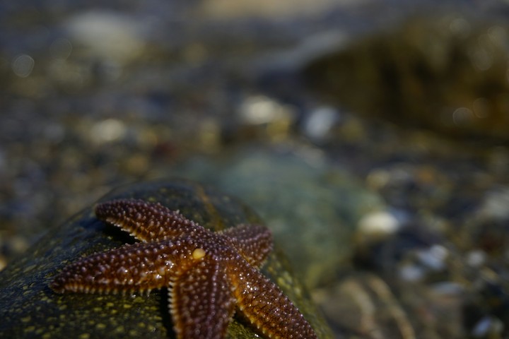 Sony A6000