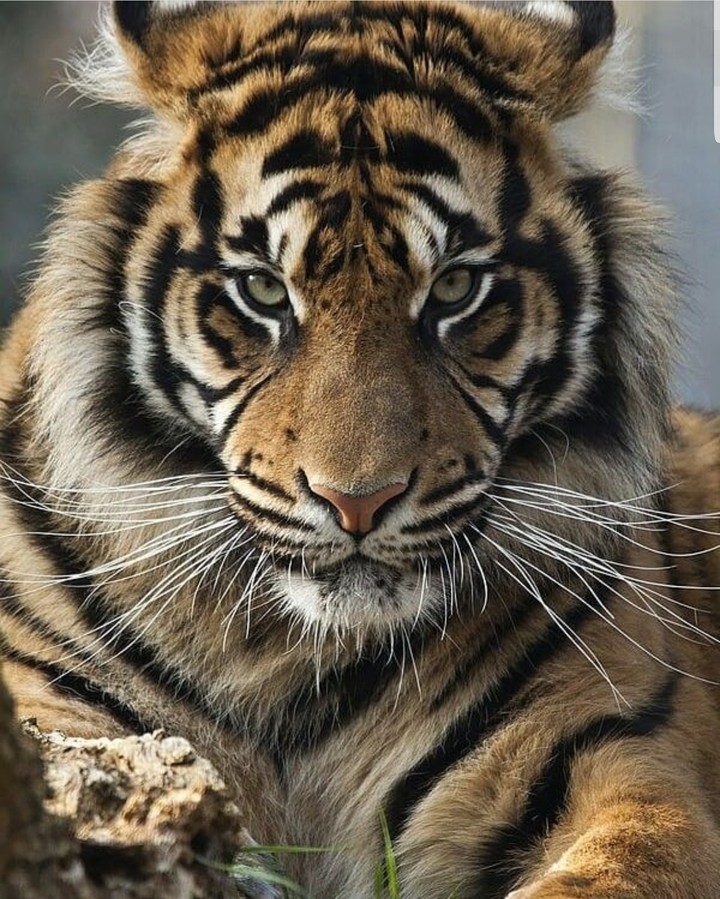 tiger look