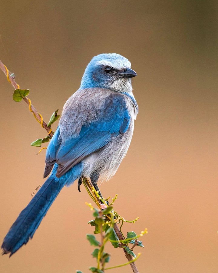 Blue bird