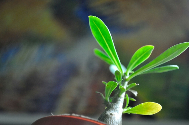 adenium