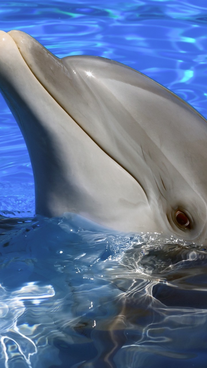 wonderful is Delpfin.