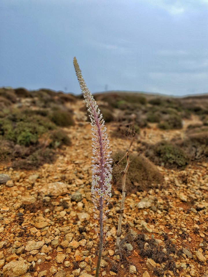 lonely flower