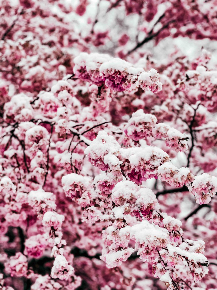 cherryblossom snow