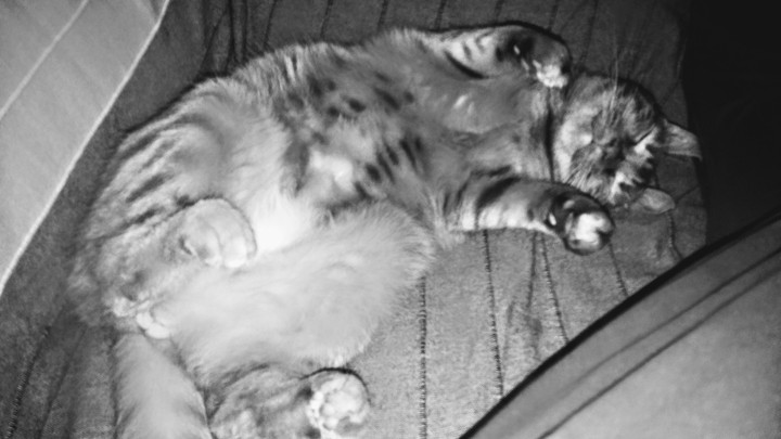 Sleeping cat