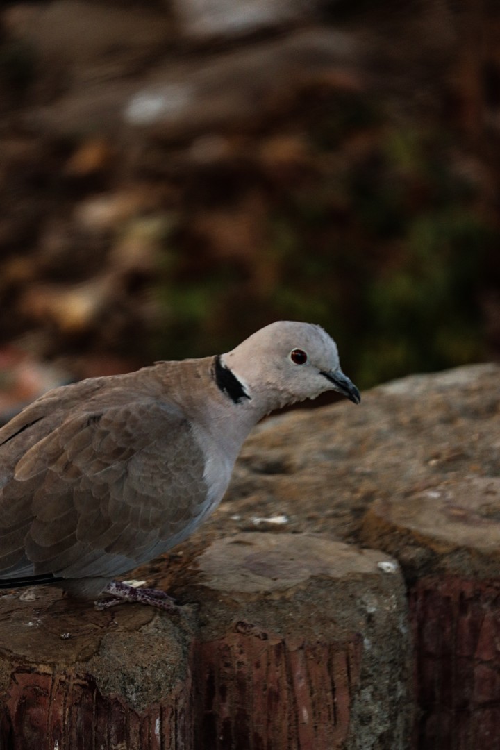 Bird photography