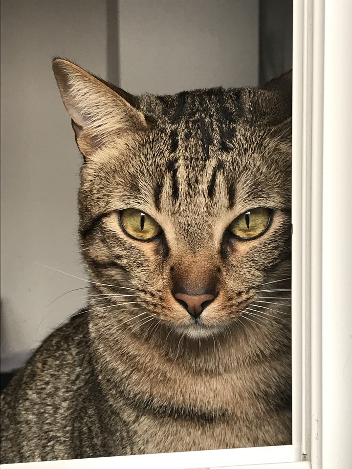 cat