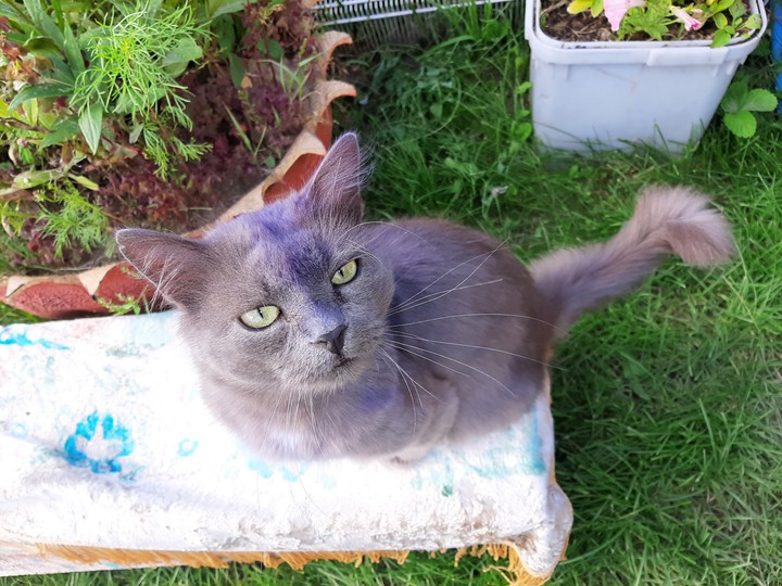 кот