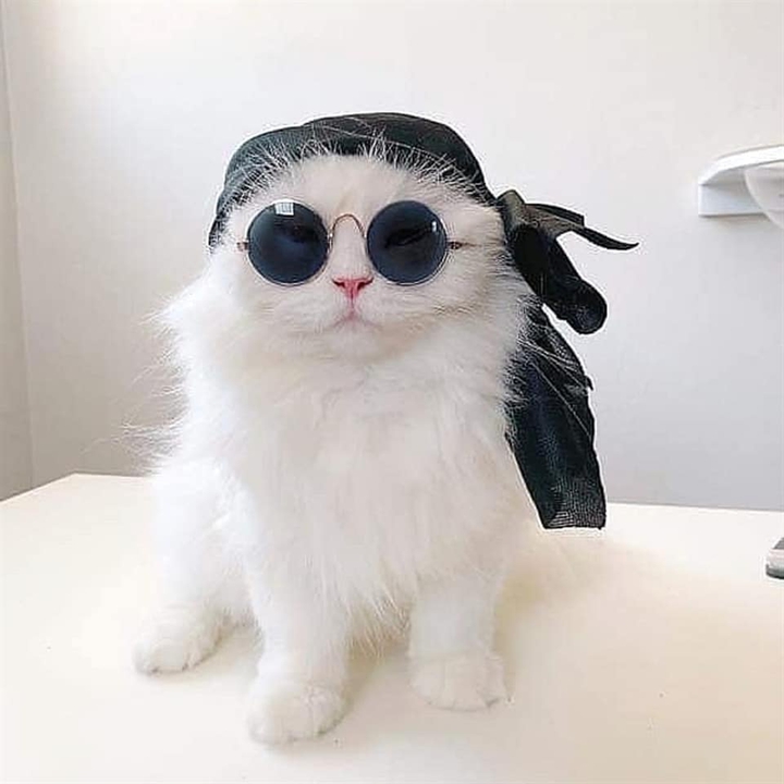 cute cat