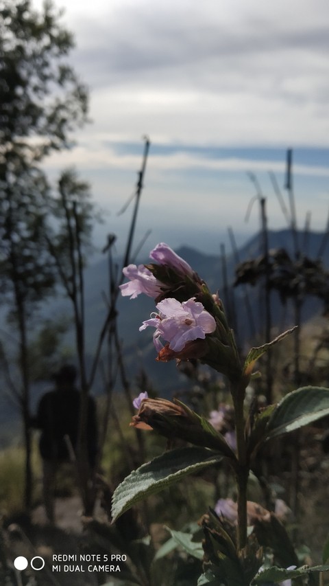 Neelkrunji blooms