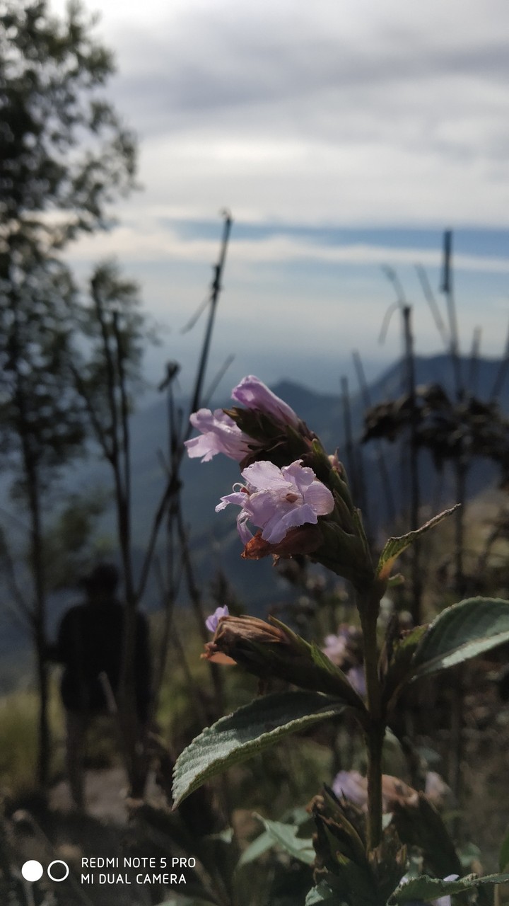 Neelkrunji blooms