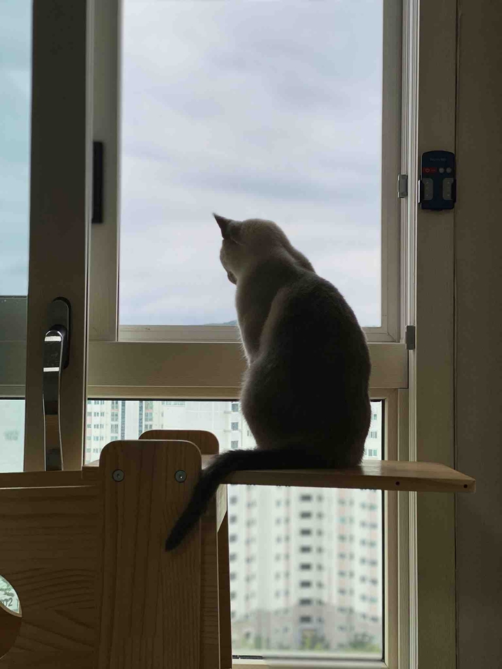 고양이