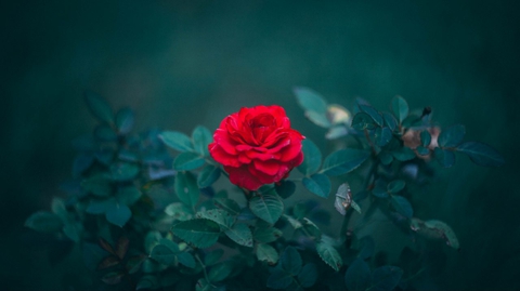 sfondi rose, plant
