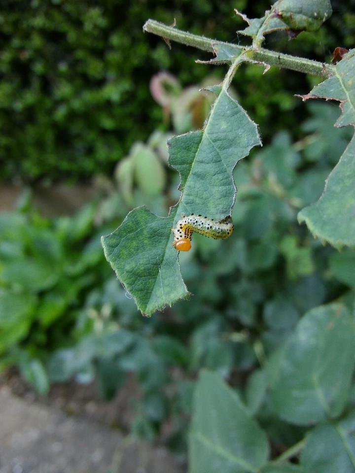 #caterpillar