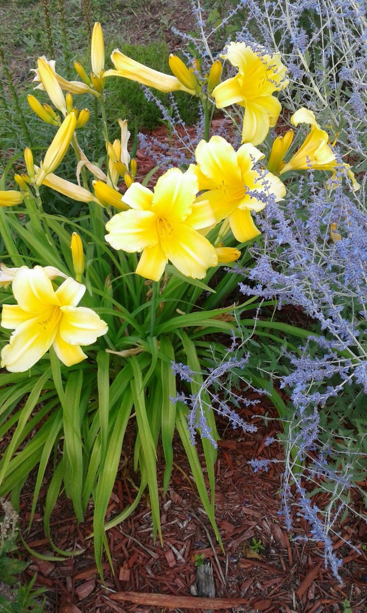 Beautiful Flowers