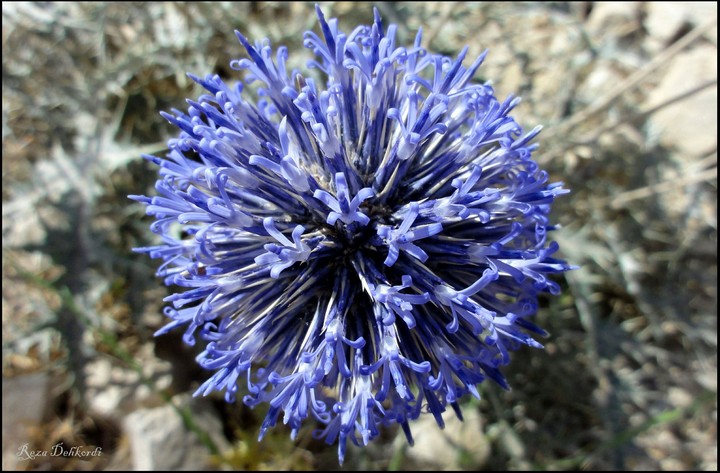 A thistle flower in the middle of desert.