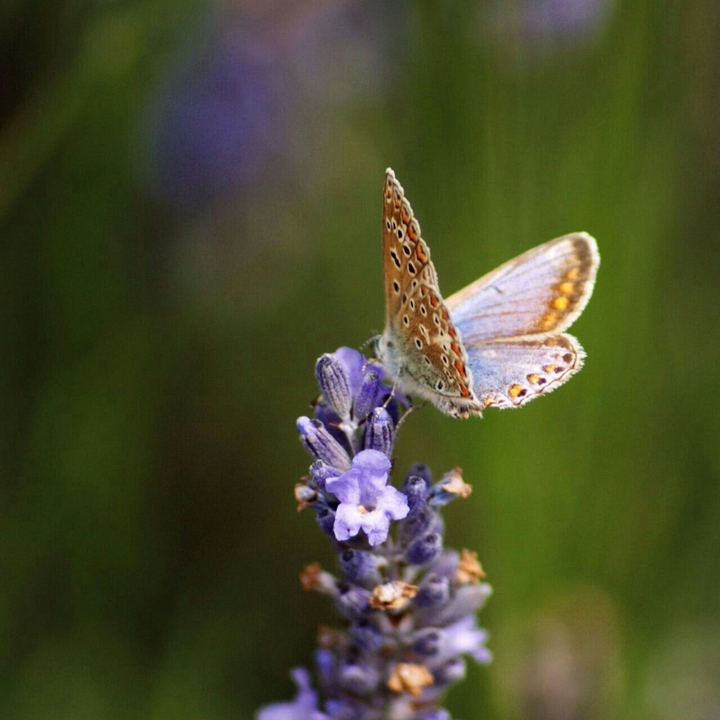butterfly!!!!!!!!!
