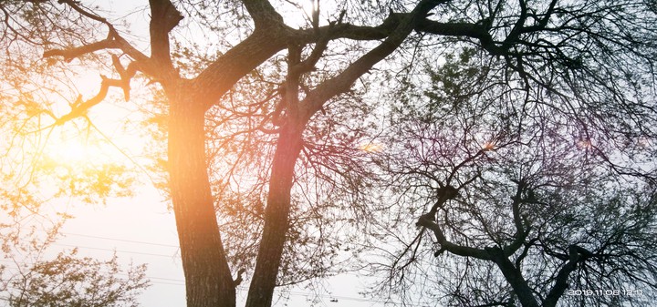 tree ? for life