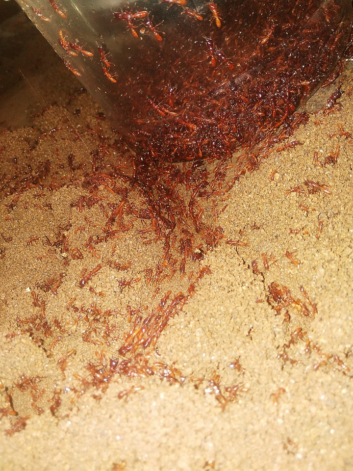 Ant ?