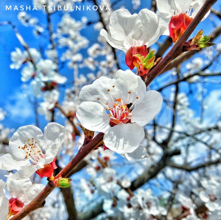 Spring flowers