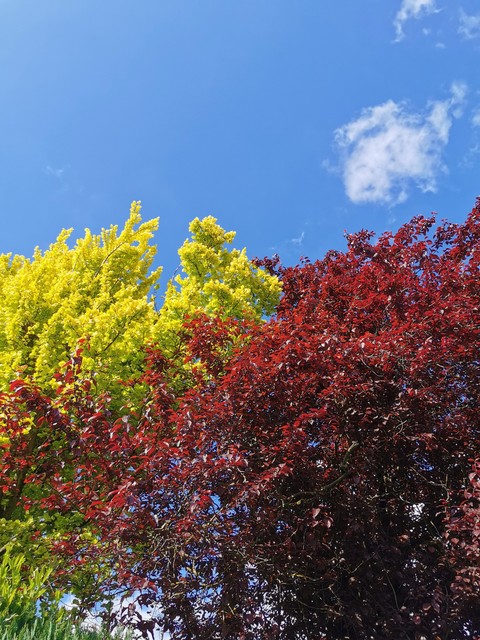 sfondi leaf, Yellow