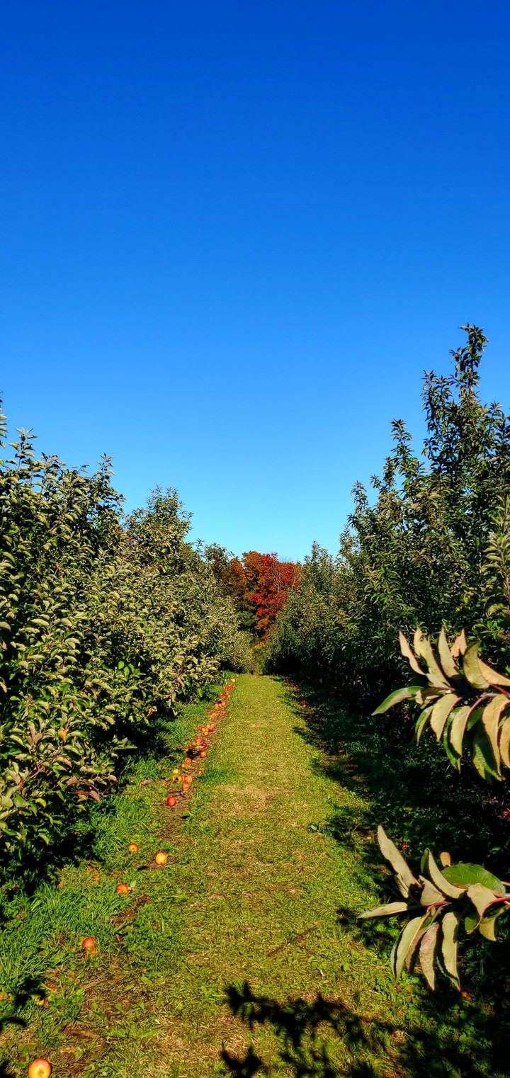 the orchard