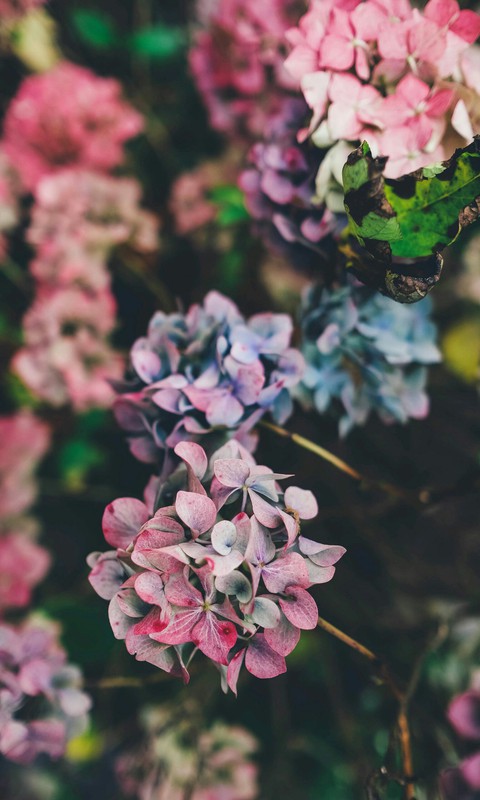 colorful flower