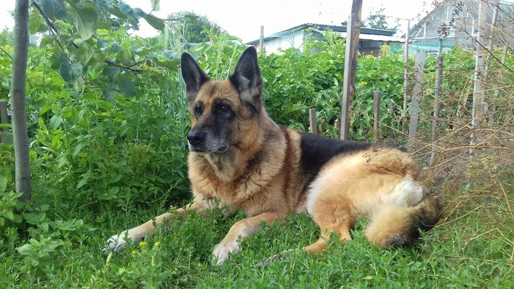 Dog