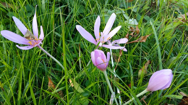 Wiesenblumen