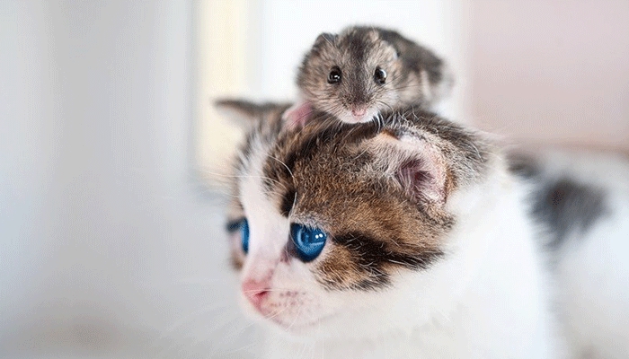 котенок и хомяк