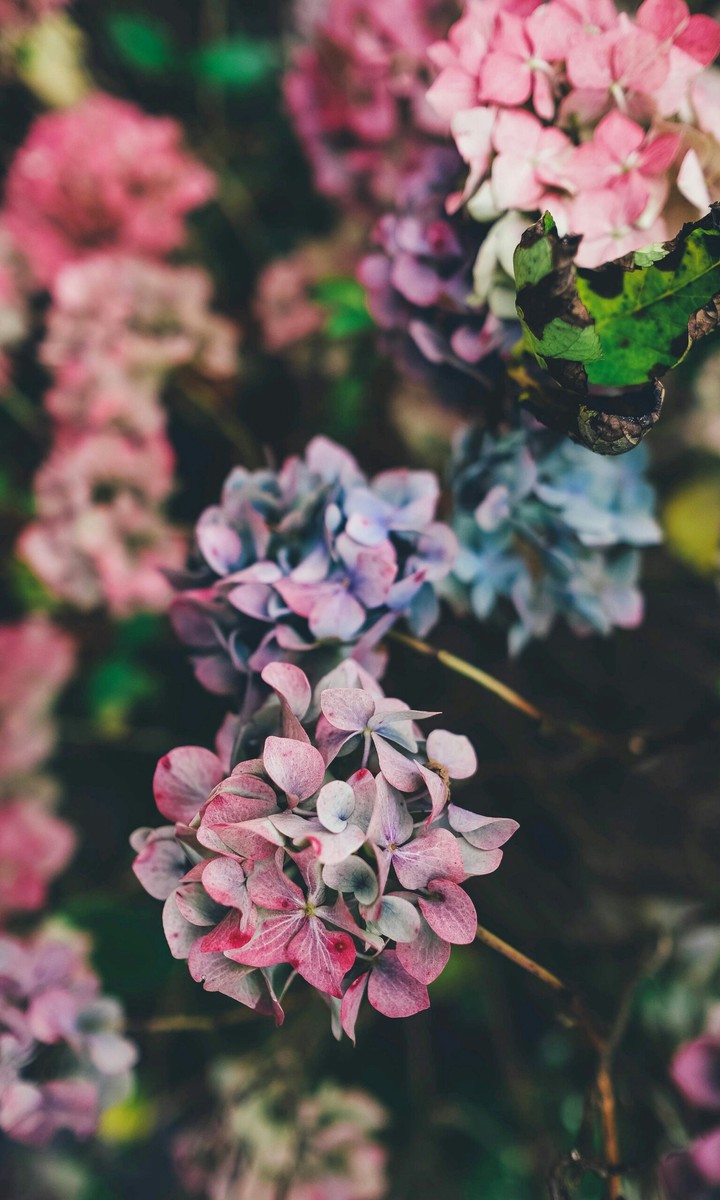 colorful flower
