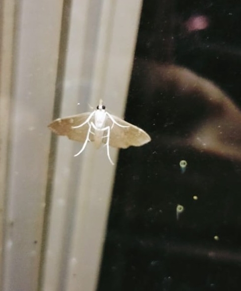 ταπετσαρίες event, insect